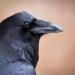 miss-vortex:Here are some interesting facts about the raven:• They are one of the