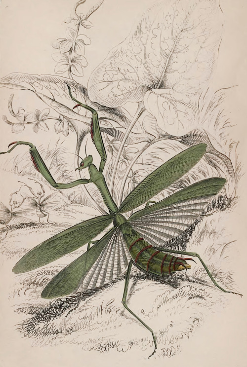 Introduction To Entomology - James Duncan, William Jardine, Et Al - 1840 - Via Internet Archive
