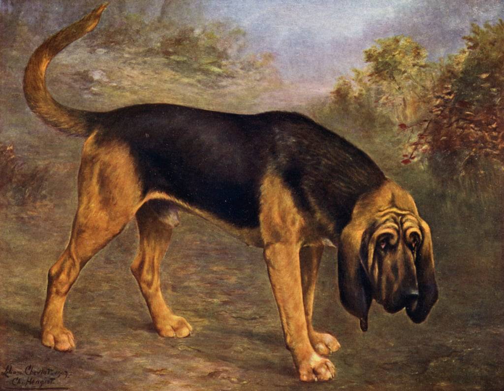 The Bloodhound Champion Hengist, Lilian Cheviot (1876-1936)