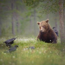 loveforallbears:  Brown bear (ursus arctos)