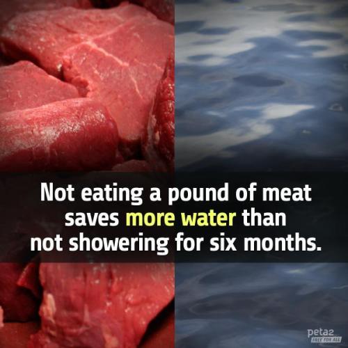peta2: 663 million people - 1 in 10 - lack access to safe water. Save water. Go veg.