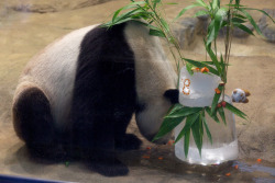 giantpandaphotos:  Ri Ri celebrates his 8th birthday at the Ueno Zoo in Japan on August 16, 2013. © Copanda V. 