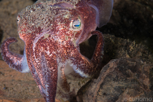 The Stubby Squid (rossia pacifica), pictured here with a mustache, can be found in waters of the nor