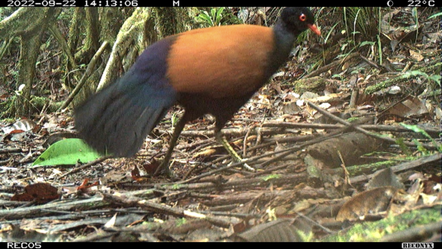 oattoast:  despazito:  todaysbird:apinklion01:badolmen:badolmen:RARE BIRD SEEN FOR FIRST TIME IN 140 YEARS‘Lost’ pigeon found after more than a century | Cornell ChronicleHere’s some pictures - they’re so damn pretty! [ID: Three pictures of a