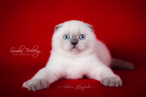 Hello everyone! It’s time to show you new photos of our cute kittens!Simba Iceberg Grace and  Simba 