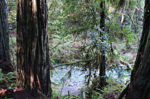 bright-witch: Redwood Forest, California, December 2015, film photography by me. Please do not remov