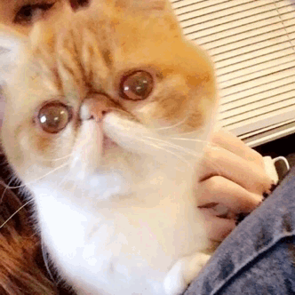 adventuresofpeanut:That face