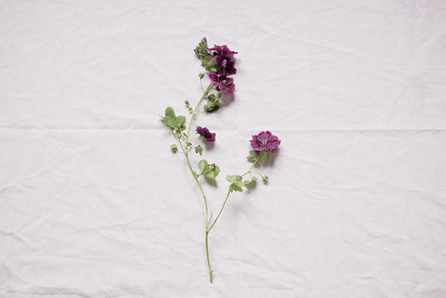vegilliance:  for flower archive by Belle Fleur de Lis on Flickr. 
