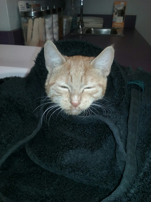 msdoomandgloom:My poor kitten burrito is back at the vet for the 4th time this week and very sick. P