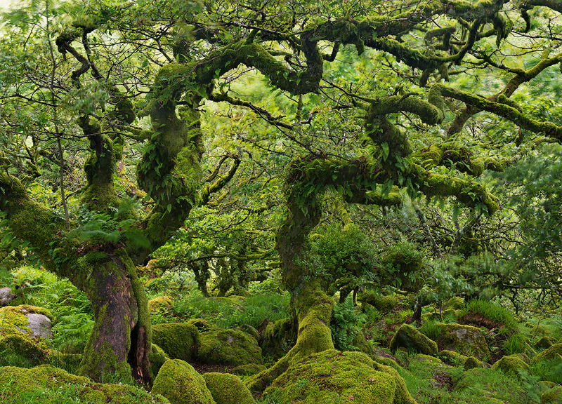 oakapples:  Wistman’s Wood, Dartmoor. I have vague recollections of visiting this