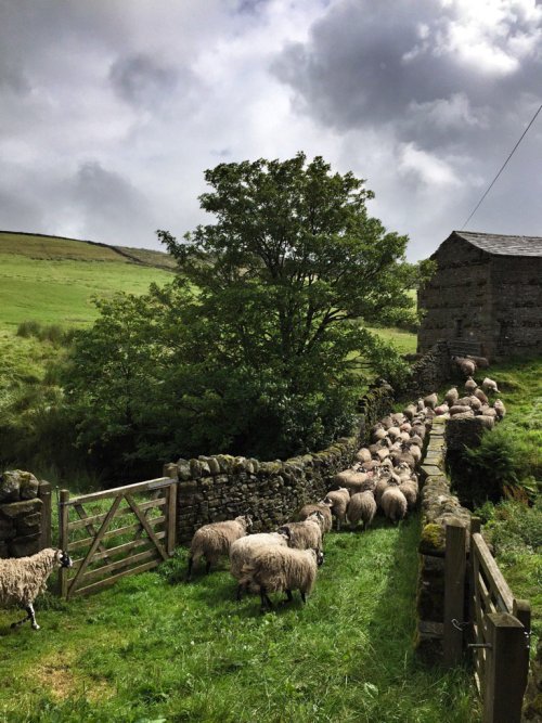 Speciesbarocus:swaledale Sheep, Swaledale, By Amanda Owen.