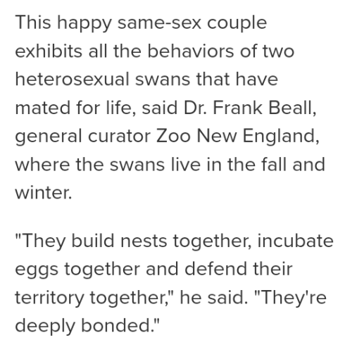 secretlesbians:sanguineswanqueen:Reblog if u support these lesbian swans straight people: they need 