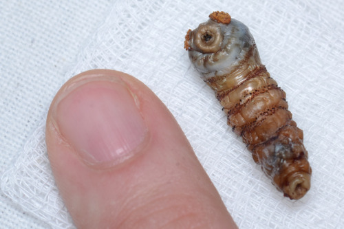 larva of a human botfly (dermatobia hominis) compared to a human finger