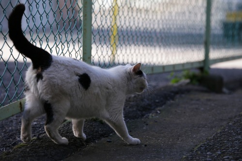 machi-neko:  2014-01-23  つぶやき 〜 muttering 