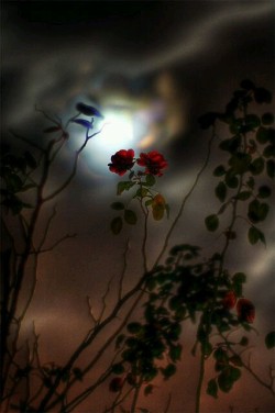 dranilj1:  Red Rose by Moonlight