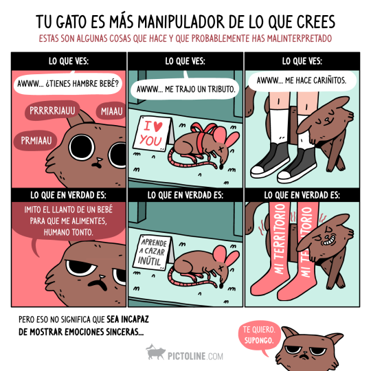 40 curiosidades de los gatos que, quizás, no sabías