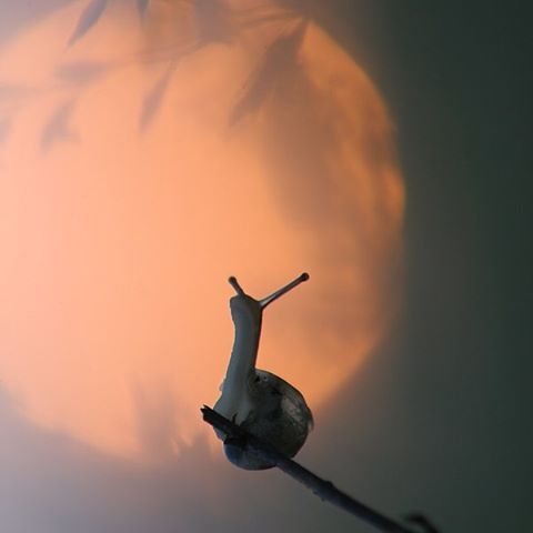 Snail &amp; moon. Credit: Vadim Trunov