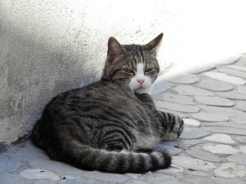 boschintegral: julietterainbow: Au village , le chat tranquille ! @mostlycatsmostly
