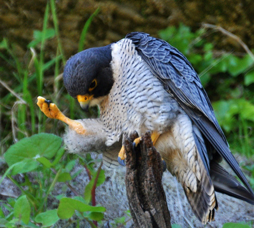 opticallyaroused:  A Falcon With Style