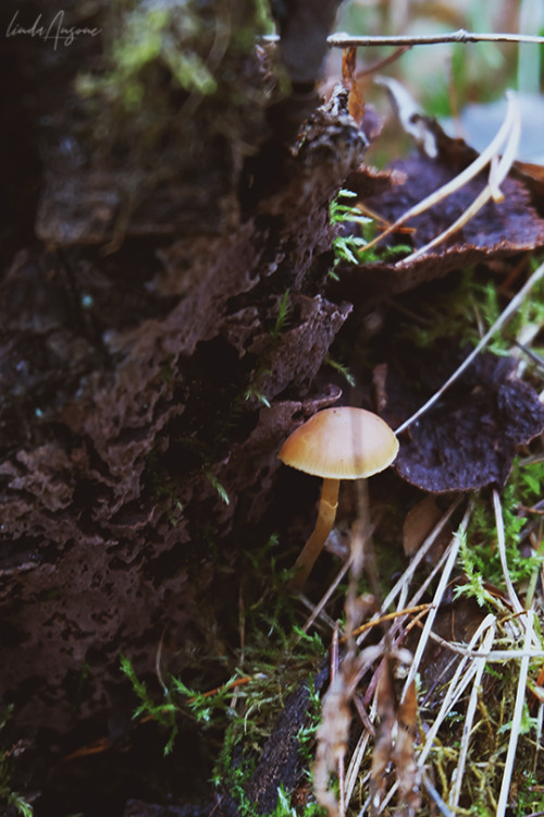 lindagoesmushrooming