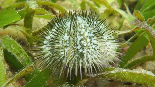 Variegated Sea Urchins (Lytechinus variegatus) can be found across the Caribbean and Western Atlanti