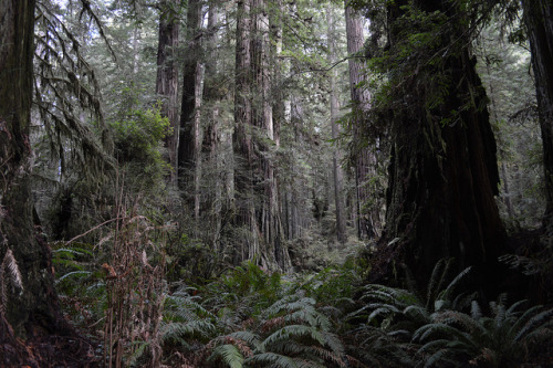 Prairie Creek Redwoods State Park, California by David A’s Photos on Flickr.