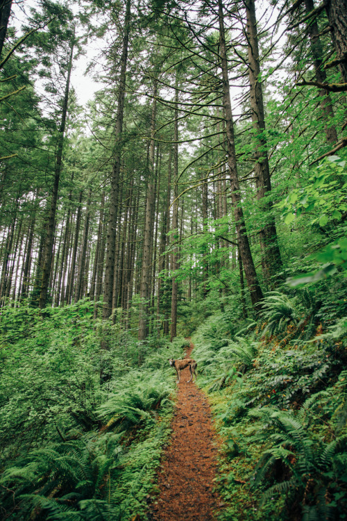 Location: Dry Creek - Cascade Locks, ORDate: June 15th, 2014