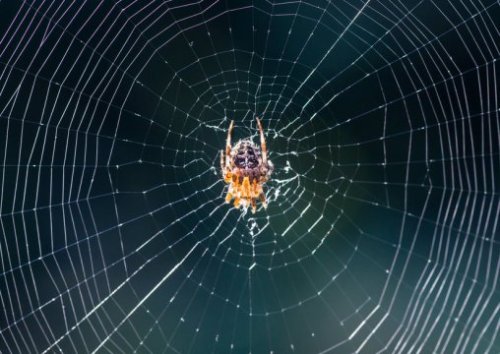 currentsinbiology:   Tuning the instrument: Spider webs as vibration transmission structures  Two years ago, a research team led by the  University of Oxford revealed that, when plucked like a guitar string,  spider silk transmits vibrations across a