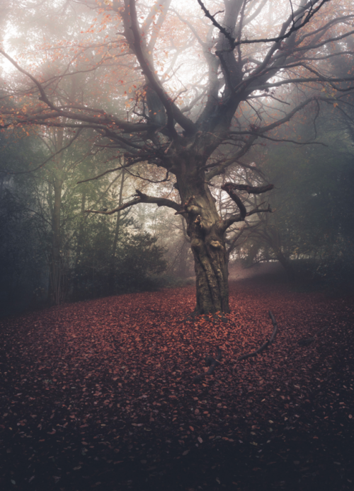 freddieardley: Hampstead Heath Print Collection A selection of fine woodland and rural scenes taken 