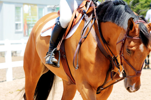 colourmechestnut:  Caledon National Palgrave 2014  So elegant, I love the colors of the horse and matching tack ^^