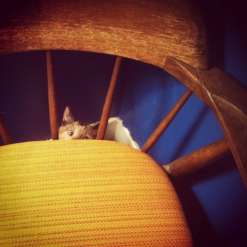 getoutoftherecat:  “get out of there cat and stop being so bad” “what? being