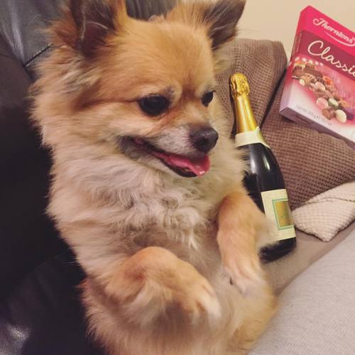 Polo has the right idea #Chihuahuamix #ChristmasDay #Champagne #FamilyDay