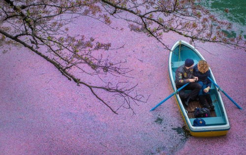 mymodernmet:Fallen Cherry Blossom Petals Fill a Lake in Japan for Naturally Beautiful Scenes From Ab