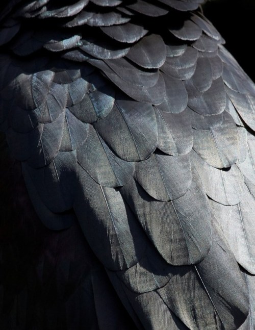 avianawareness:  culturenlifestyle:  Stunning Images Showcase the Beauty of Birds’ Feathers Fashion photographer Thomas Lohr captures the enigmatic beauty of living birds’ feathers from all over Europe in his project titled, Birds. His main goal