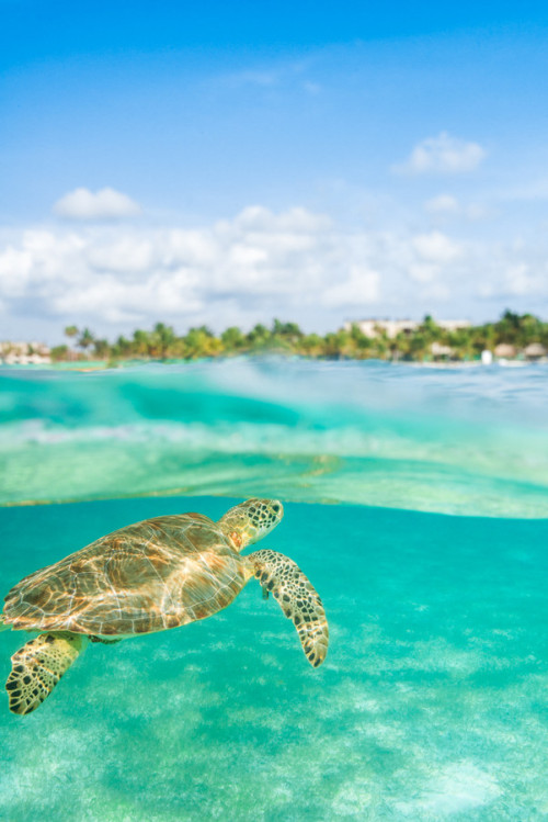 standavis:  Tortuga in Paradise I had an incredible time in Mexico the past week. Lots of time in the water seeing and photographing lots of wonderful creatures. The turtles will always have a special place in my heart. I hope you like this over-under