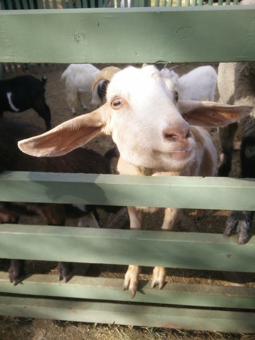 Attention seeking goat at ren fest!