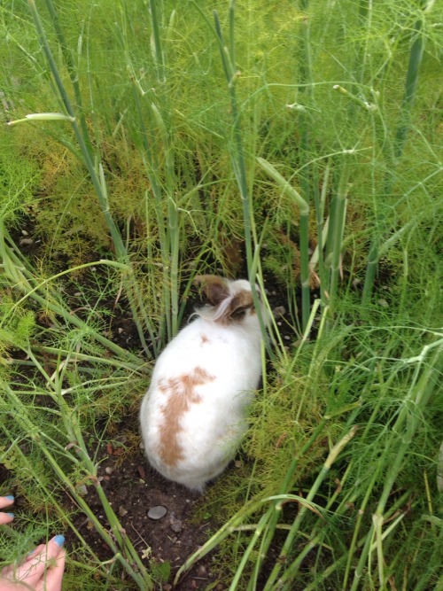 zooey-grass: Animal friends in the garden