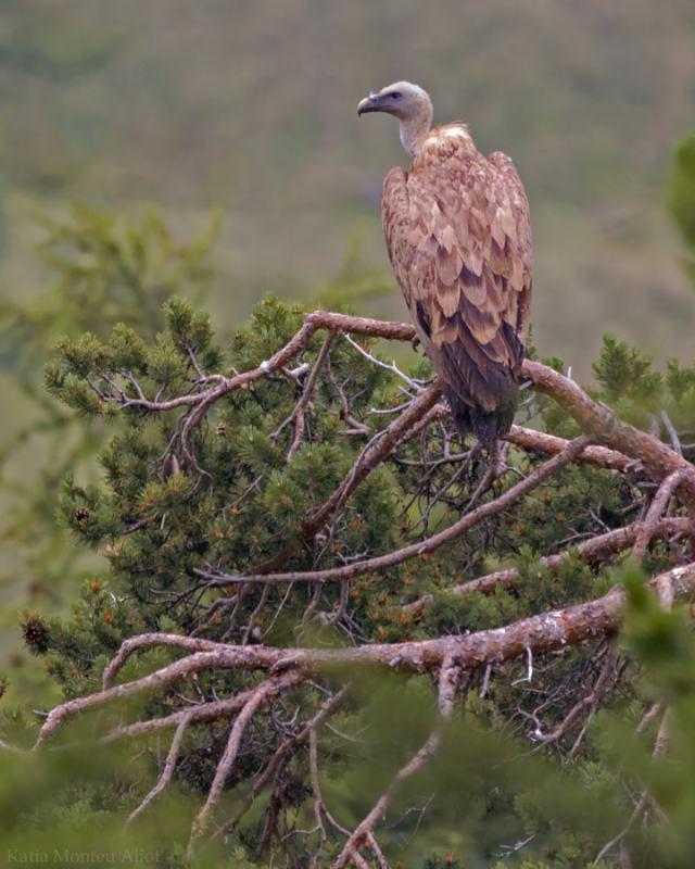 ..gyps fulvus 🦅 by Katia Monteu Aliot #bird#animals#tree#wildlife#predator