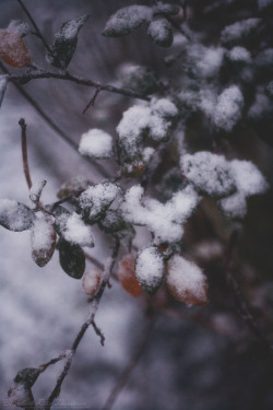 Effys-Photos: Snow Fall Xiv - (Effys-Photos)Tumblr | Store | Facebook