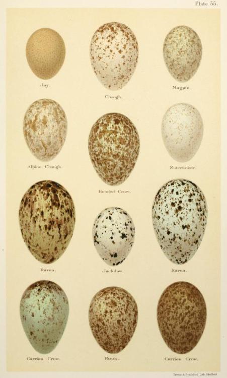 Illustrations taken from ‘Coloured Figures of the Eggs of British Birds’ by Henry Seeboh