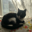 dotteddottiedot