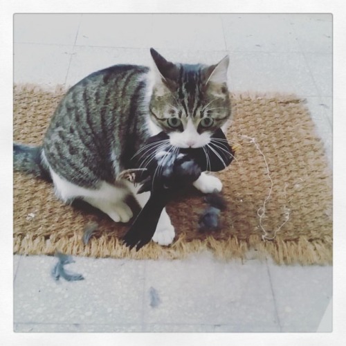 Turn on the grill humans! #spring #hunter #rome #caffarella #happy #gatto #home #cat #likeme #catsta