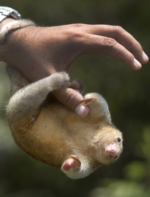 a-quiet-life:storyhearts-journey:A vet holds a pygmy anteater, also known as a silky anteater.Photog