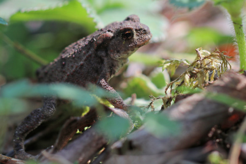 A young and tiny Common toad/padda.