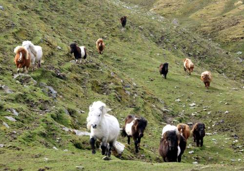 brygarth: The herd running for their dinner ~