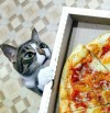 catasters: