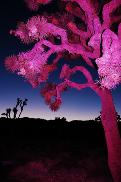 Dryadgoddess:  Plizm:  Joshua Tree By Stephanie Gonot  Wow This Is So Beautiful And