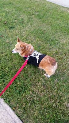 corgis4life:  Skin and bones mom. I need