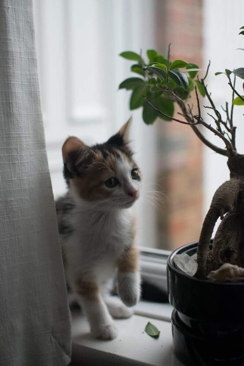 intrepid-explorer-laura:meet Pickle