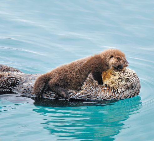 Before going hunting off the California coast, this sea otter mother secures her pup in sea kelp to 